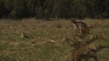 Kangaroo in a dry field