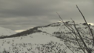 Bare trees atop a snow-covered mountain