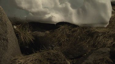 Patch of snow by a flowing stream