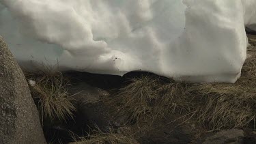 Patch of snow by a flowing stream