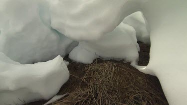 Close up of chunks of melting snow on dry grass