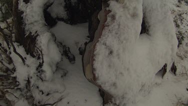 Close up of a tree trunk covered in snow