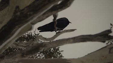 Black bird perched high in a tree