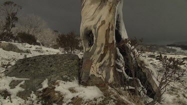 Snow-covered tree
