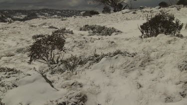 Stormy sky over trees in a snowy landscape