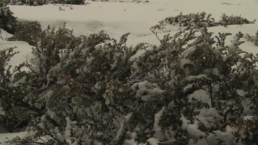 Snow covering the top of a bush