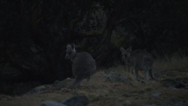 Kangaroos grazing at night