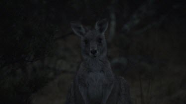 Kangaroo grazing at night