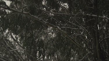 Snow-covered trees in a forest