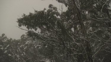 Snow-covered trees in a forest