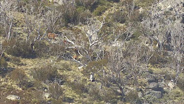 Wild horses run down a mountainside