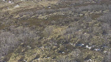 Wilderness of a mountainside