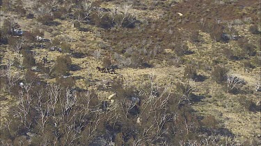 Wild horses trot down a mountainside