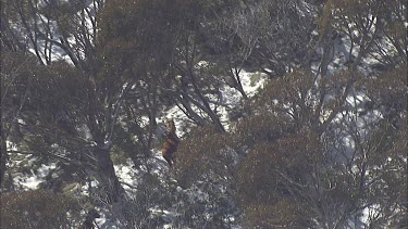 Wild horses trot across a snowy mountain landscape