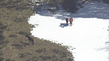 Wild horses on a snowy mountain landscape