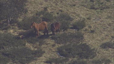 Wild horses on a mountain landscape