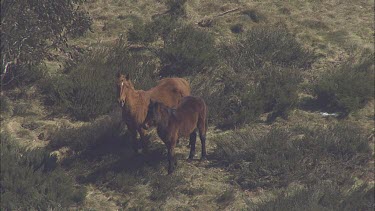 Wild horses on a snowy mountain landscape