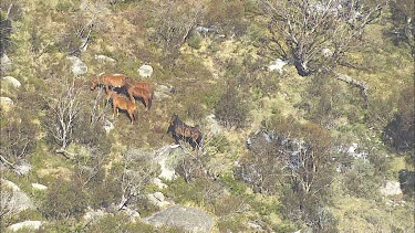 Wild horses on a mountain landscape