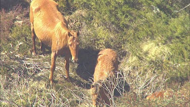 Wild horses on a mountain landscape