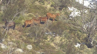 Wild horses on a mountain landscape