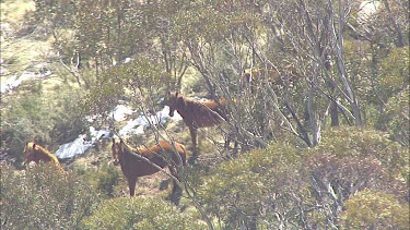 Wild horses on a mountain landscape