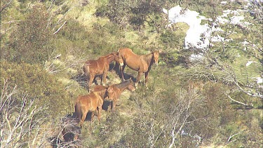 Wild horses on a mountain landscape