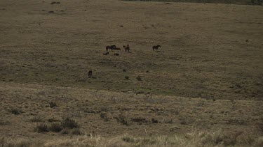 Horses grazing on a mountainside