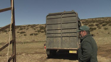 Farmer opens a horse trailer by a paddock