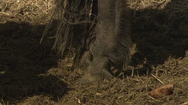 Close up of horse hooves in the dirt