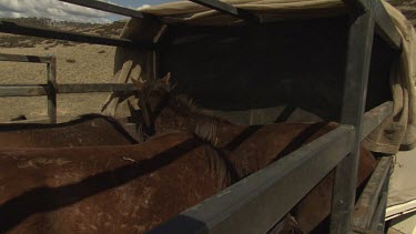 Brown horses in a small open-top trailer