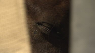 Close up of a brown horse's eye through the bars of a trailer