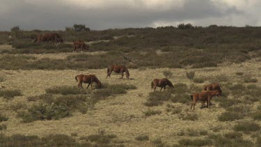 Herd of horses grazing in a sparse field