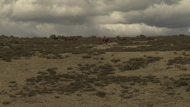 Herd of horses trotting in a sparse field