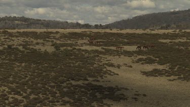 Herd of horses grazing in a sparse field