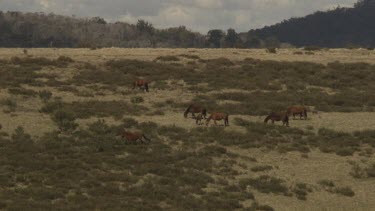 Herd of horses trotting in a sparse field
