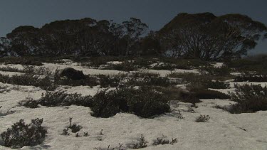 Wombat walking on the snowy ground