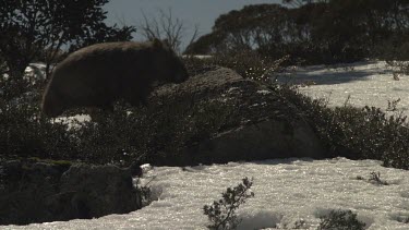 Wombat walking on the snowy ground