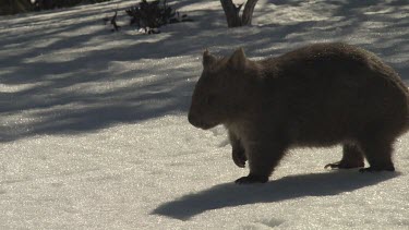 Wombat walking on the snowy ground