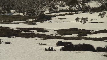 Wombat walking on the snowy ground