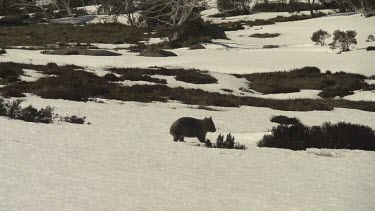 Wombat walking on the snowy ground