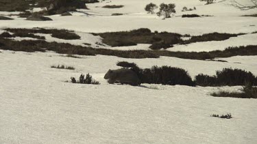 Wombat walking on the snowy ground