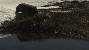 Wombat drinking from a small pool