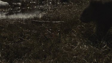 Wombat drinking from a small pool