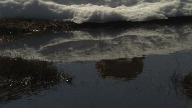 Wombat walking reflected in a snowy pool