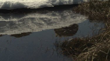 Wombat walking reflected in a snowy pool