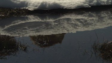 Wombat walking reflected in a snowy pool