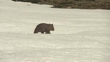Wombat walking on the snowy ground