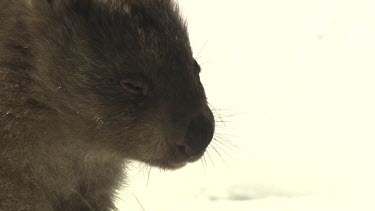 Close up of a Wombat face against the snow