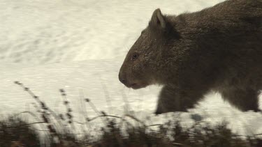 Wombat walking on the snowy ground