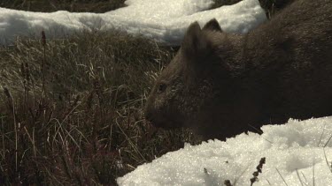 Wombat walking on the snowy ground